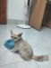 Persian Female Kitten